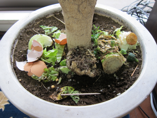 カタツムリの棲む植木鉢