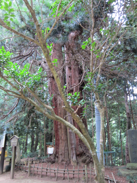 こうやまき(高野槇)の巨木