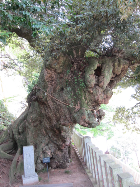 スダジイの巨木