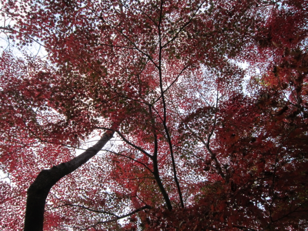 藤崎森林公園の紅葉