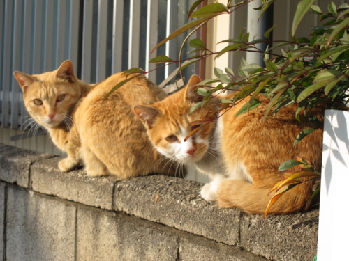 塀の上の猫二匹