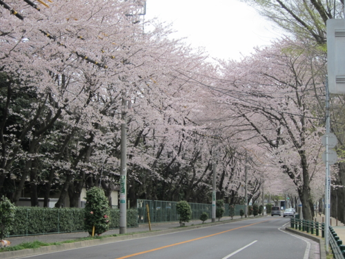 ハミングロードの桜1