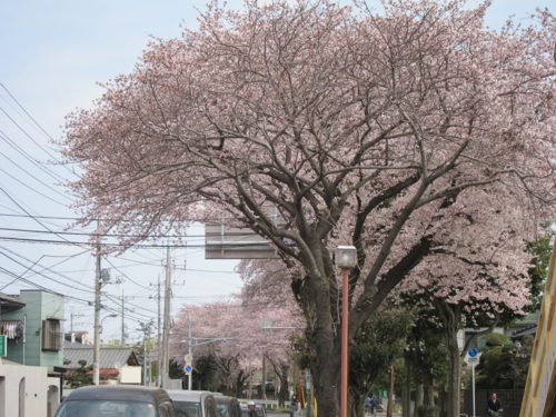ハミングロードの桜2