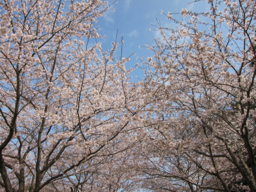 実籾本郷公園の桜1