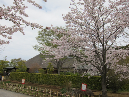鴇田家住宅と桜 