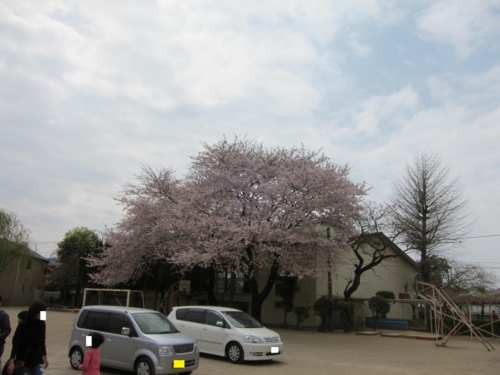 小学校の体育館前の桜