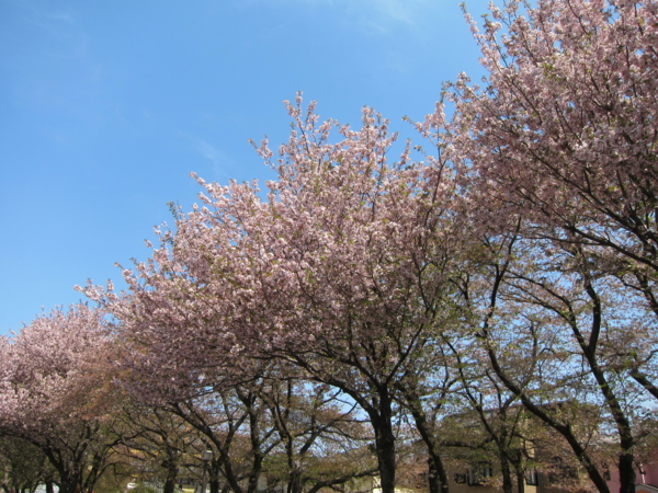 マラソン道路の八重桜