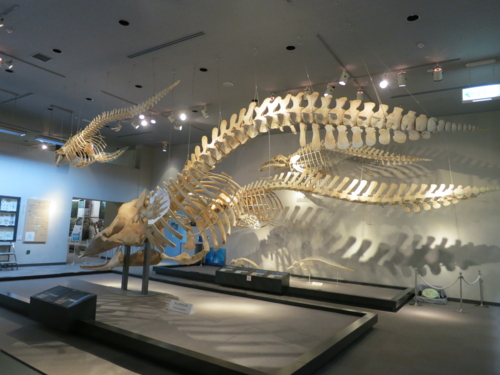 マッコウクジラの骨格標本