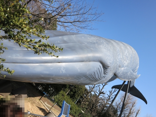 科博の鯨像