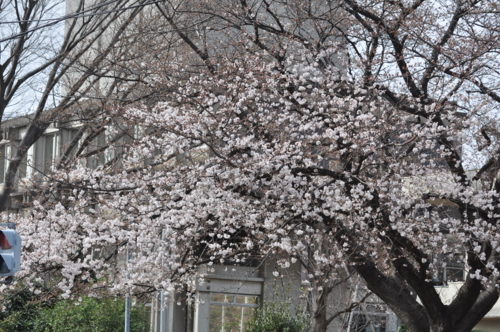 日大の桜