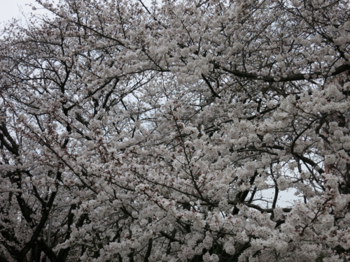 日大の桜3