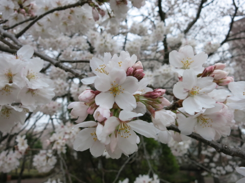 日大の桜4