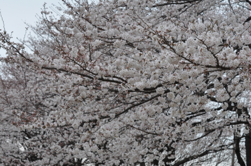 ハミングロードの桜