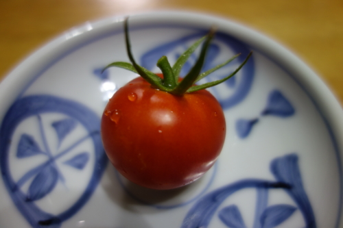 収穫したプチトマト