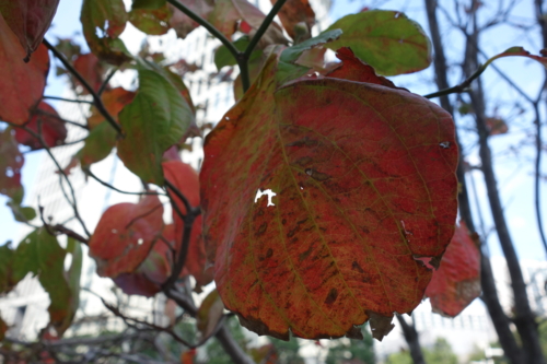 溜池山王の街路樹の紅葉