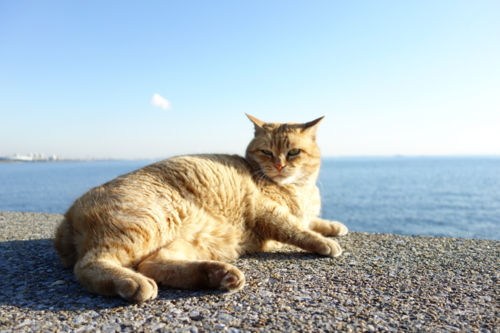 茜浜の猫1