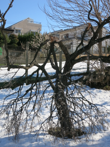 雪の重みで折れた梅の木