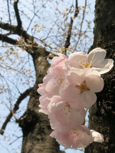 有楽町の桜