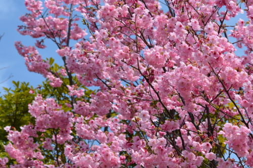 谷津干潟の桜3