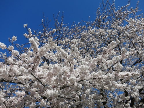 日大の桜2
