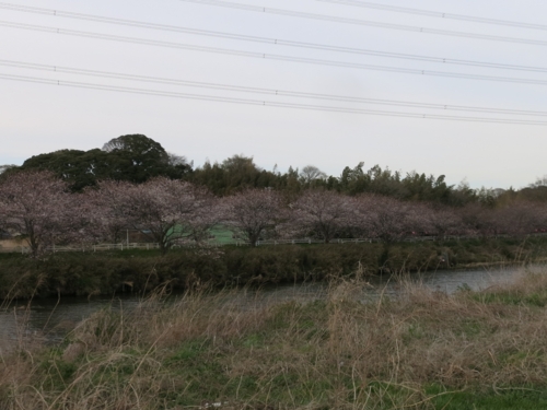 花見川の桜1