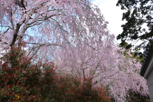 成田山の枝垂れ桜