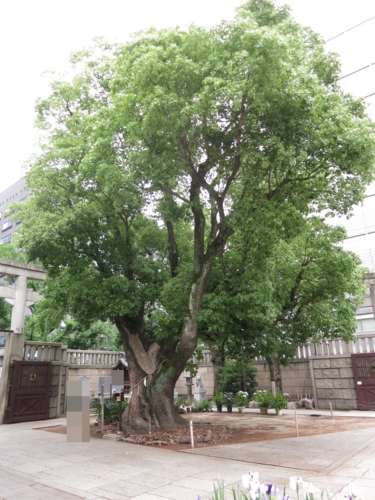 樹齢700年の楠