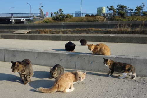 検見川浜の猫の集会