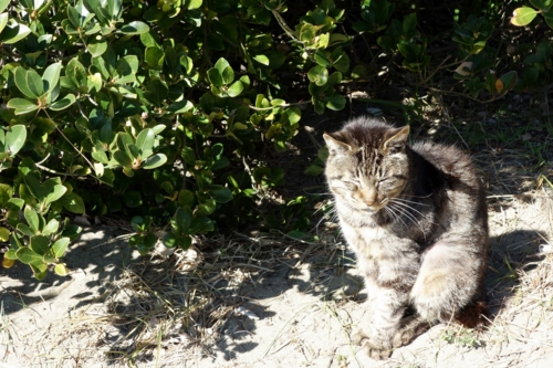 検見川浜の猫