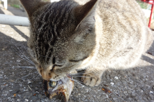ニジマスを食べる猫