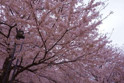 日大の桜1
