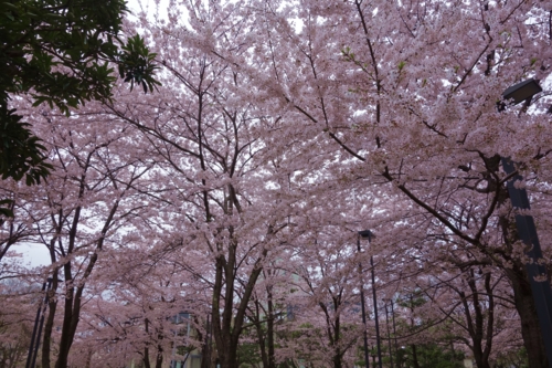 日大の桜4