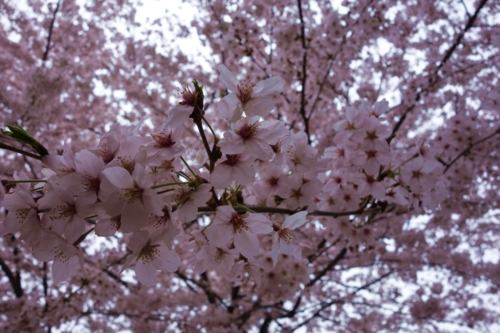 日大の桜3