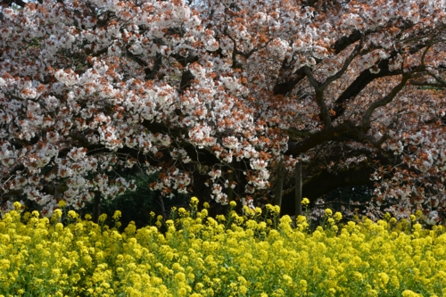 吉高大桜と菜の花