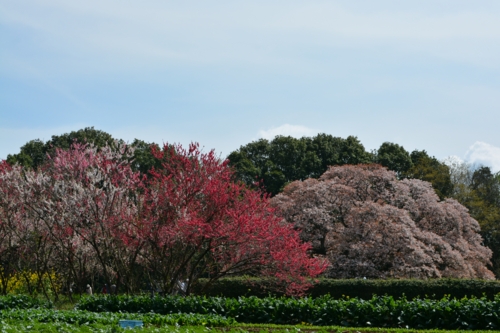 山桜と吉高大ザクラ
