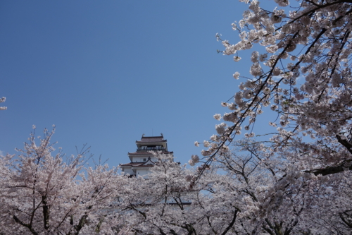 満開の桜の中の鶴ヶ城