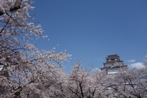 会津の桜と鶴ヶ城