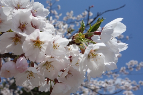 若松城公園の桜