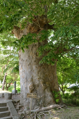 樹齢700年の欅