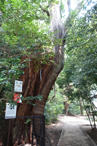 生田の森の太樹