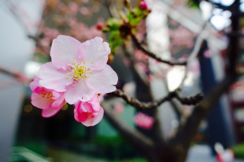 東京スクエアガーデンの河津桜