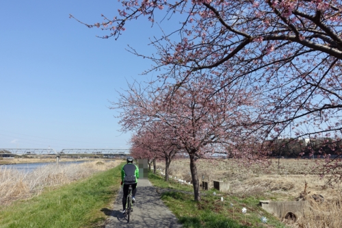 新川の河津桜並木