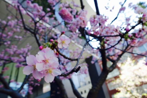 今週の東京スクエアの河津桜