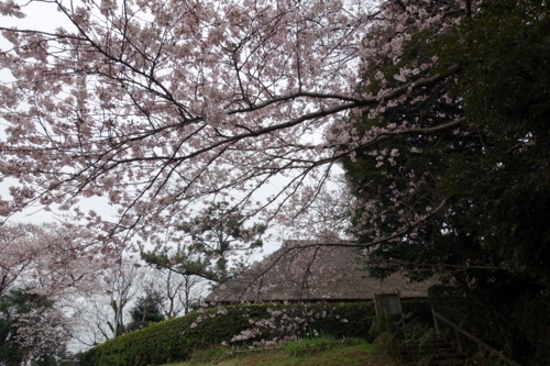 森林公園の古民家と桜