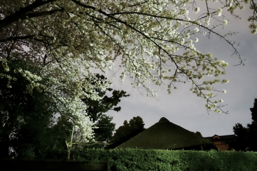 昨夜撮影した森林公園の夜桜