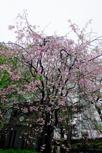 水谷橋公園の雨上がりの枝垂桜