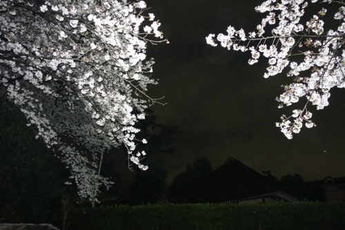 昨夜撮影した森林公園の夜桜