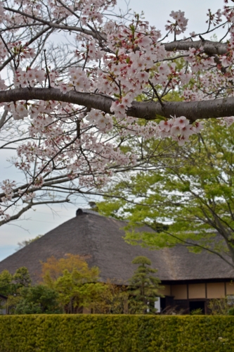旧鴇田家住宅と桜