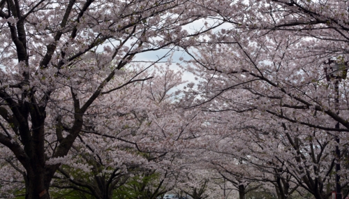 実籾本郷公園の桜