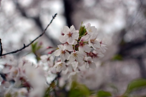 実籾本郷公園の桜
